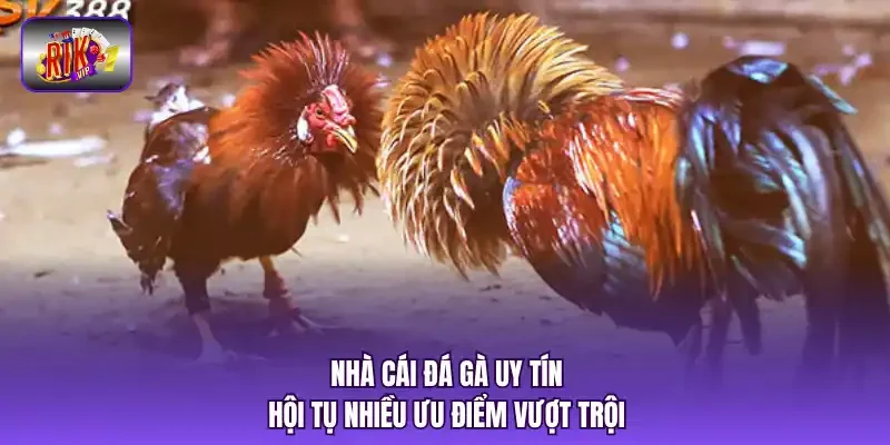 Nhà cái đá gà uy tín hội tụ nhiều ưu điểm vượt trội